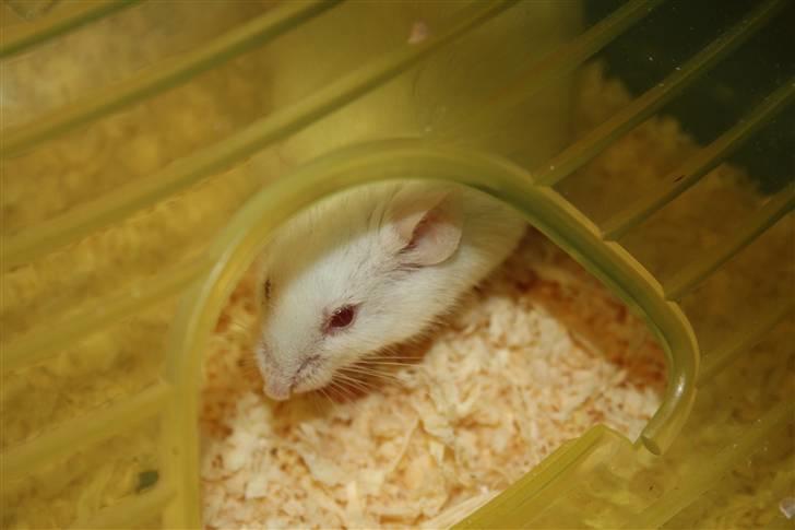 Mus Souri  † billede 3