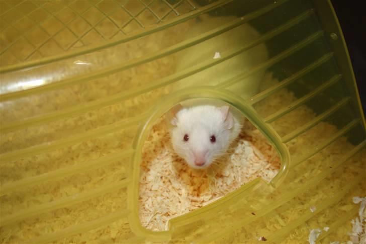 Mus Souri  † billede 4