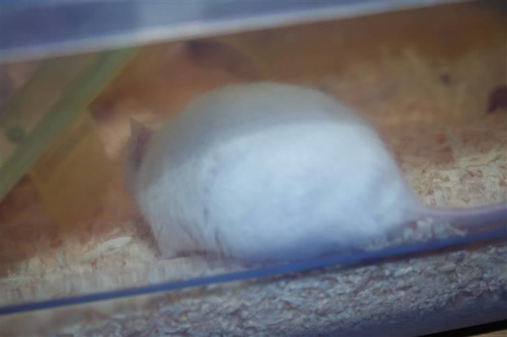 Mus Souri  † - Lad mig være i fred!  billede 5