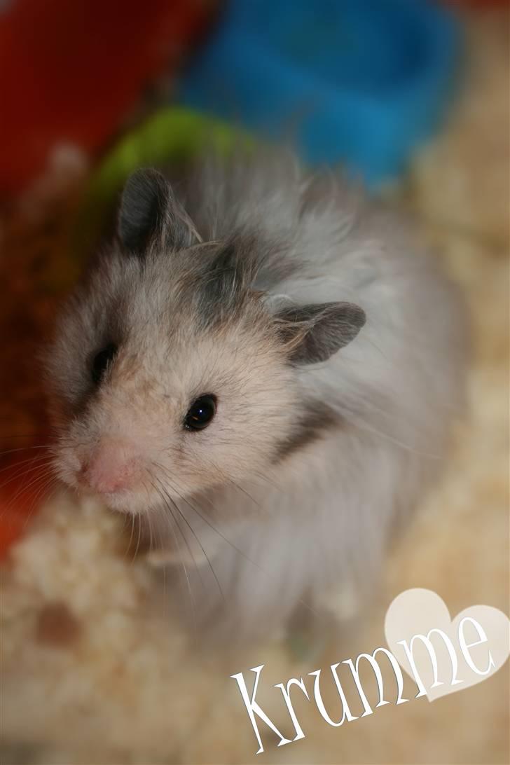 Hamster Krumme *RIP 13/2 2012* billede 1