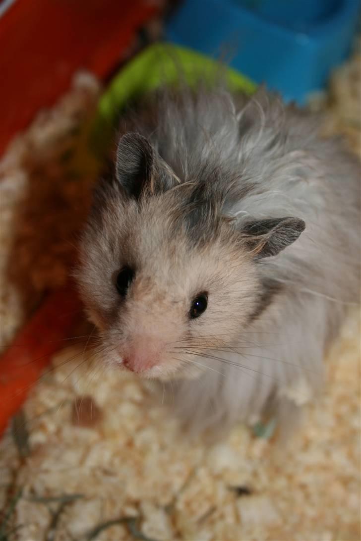 Hamster Krumme *RIP 13/2 2012* billede 4