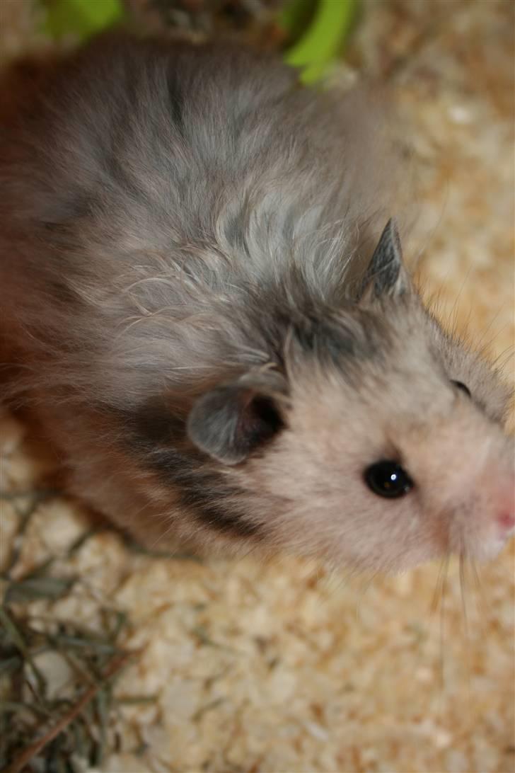 Hamster Krumme *RIP 13/2 2012* billede 5