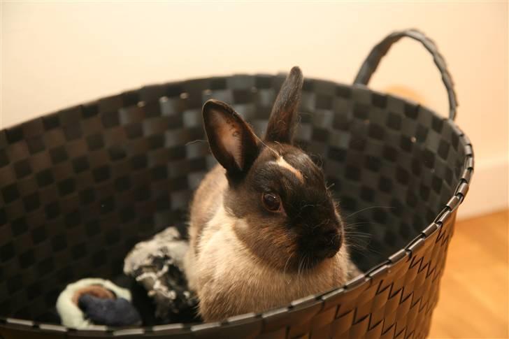 Kanin Engegårds Baby billede 4