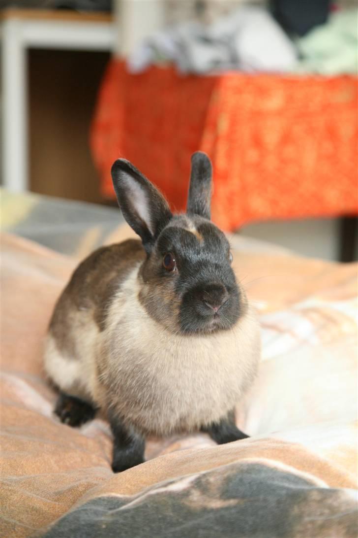 Kanin Engegårds Baby billede 7