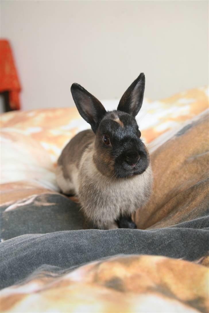 Kanin Engegårds Baby billede 3