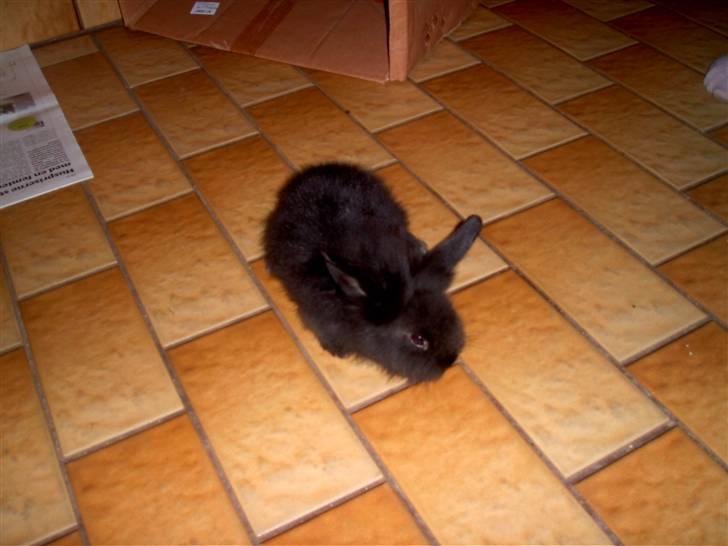 Kanin Fjumse - Min bedste ven †R.I.P.† - Da Fjumse var lille.♥ billede 3