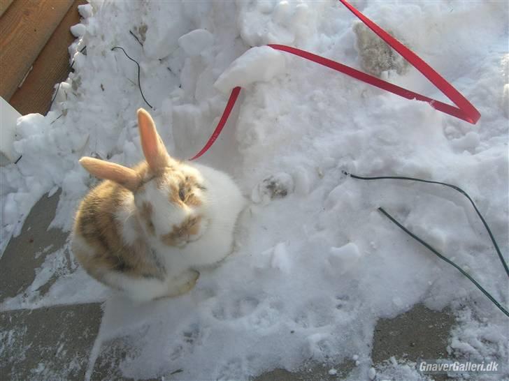 Kanin Bobby - Bobby i sneen d. 24-12-2010 :D billede 5