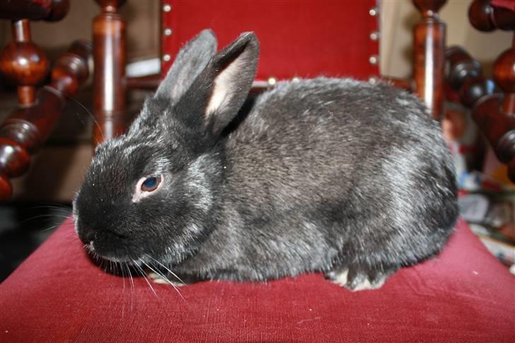 Kanin Fyldbinggaards Golden (= billede 7