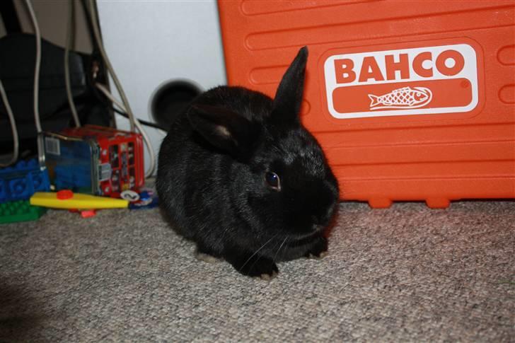 Kanin Fyldbinggaards Golden (= billede 2