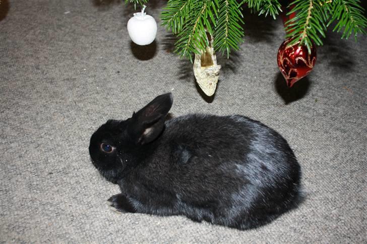 Kanin Fyldbinggaards Golden (= billede 3