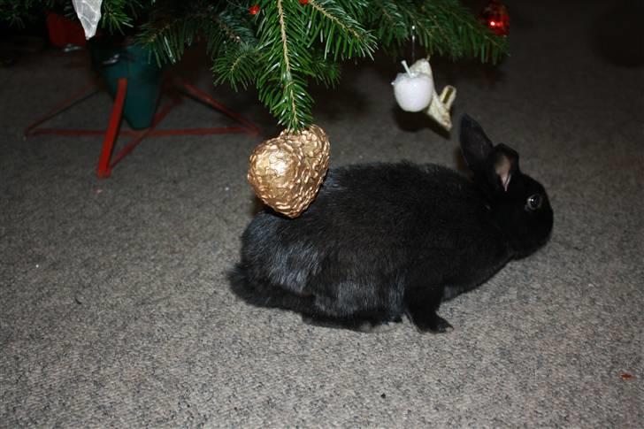 Kanin Fyldbinggaards Golden (= billede 4