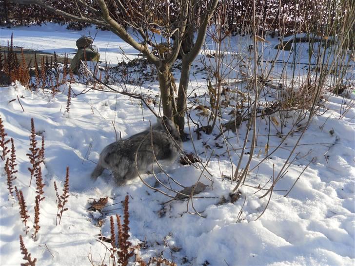 Kanin Fyldbinggaards Princess Tjess - Tjess i sneen:) Foto: mig billede 5