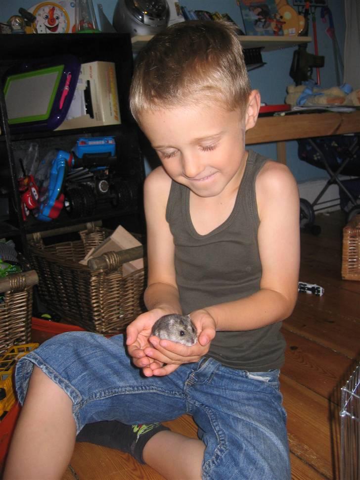 Dværghamster tidl. Bob, men nu Bobeline R.I.P billede 5