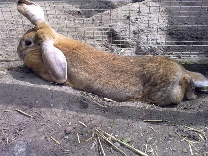 Kanin Paf 's Smaske - RIP :'( - Smaske der hygger sig lidt :D Foto: Ann billede 17