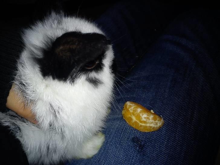 Kanin Dalsgaardens ChumChum - Hej! Og velkommen til ChumChum´s profil :D #1# billede 1