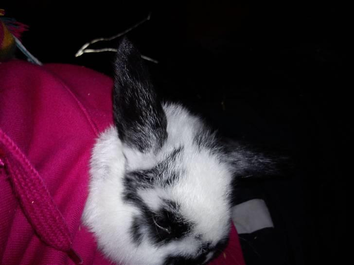 Kanin Dalsgaardens ChumChum - Her sidder prinsen i min lomme ;) #2# billede 2