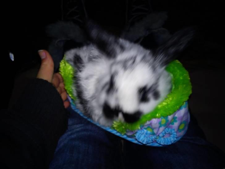 Kanin Dalsgaardens ChumChum - I en bamse kurv :´D #3# billede 3