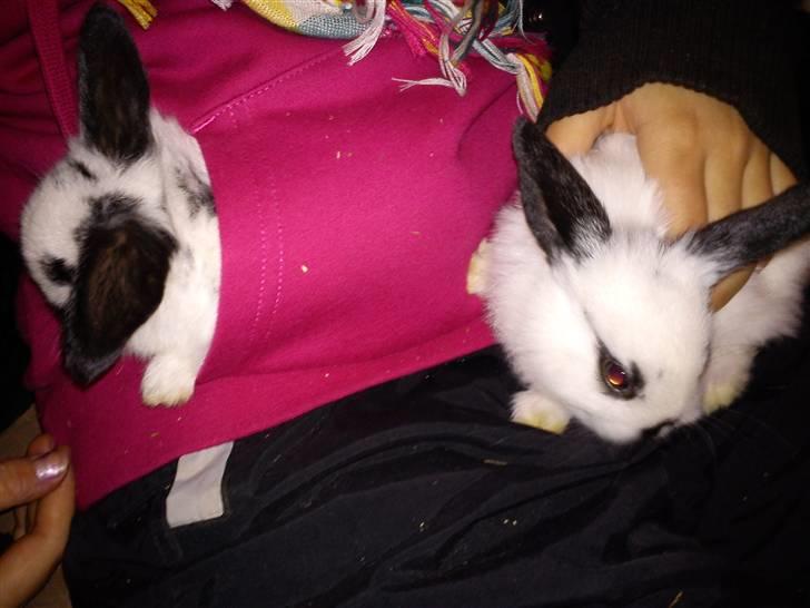 Kanin Dalsgaardens ChumChum - Det er ham i lommen, og så har vi Snebold ved siden af xp #4# billede 4