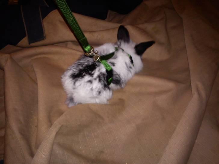 Kanin Dalsgaardens ChumChum - Første gang i sele :´D #5# billede 5