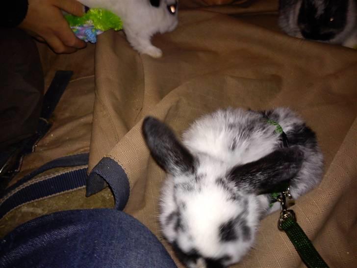 Kanin Dalsgaardens ChumChum - HYBER UNGE!!!! :D #6# billede 6