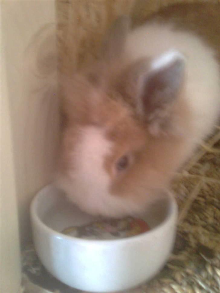 Kanin Stengaardens Monty - *NYT* man kan kun elske dig! <3 du er mit liv! :´) billede 6