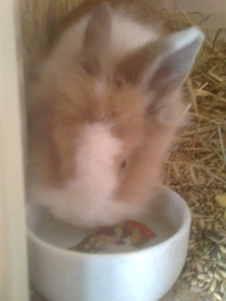 Kanin Stengaardens Monty - *NYT* man får da lige en lille tår vand :´)<3 billede 7