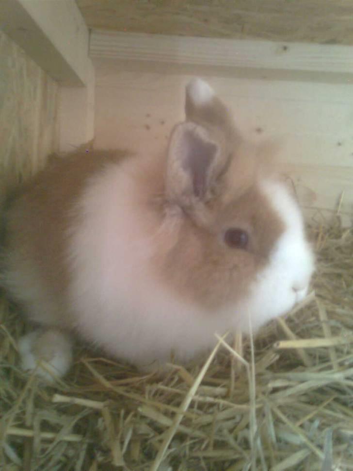 Kanin Stengaardens Monty - *NYT* han er bare blevet stor og fin! :D<3 billede 8