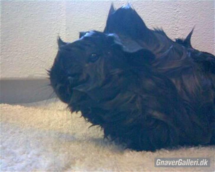 Marsvin | Pjuske | [R.I.P] - Velkommen til Pjuskes profil lig gerne en kommentar og bedømmelse;P                                   Pjuske har lige været i bad ;P billede 1