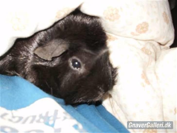 Marsvin | Pjuske | [R.I.P] - Putte,Putte I A-Ks Dyne ;P billede 2