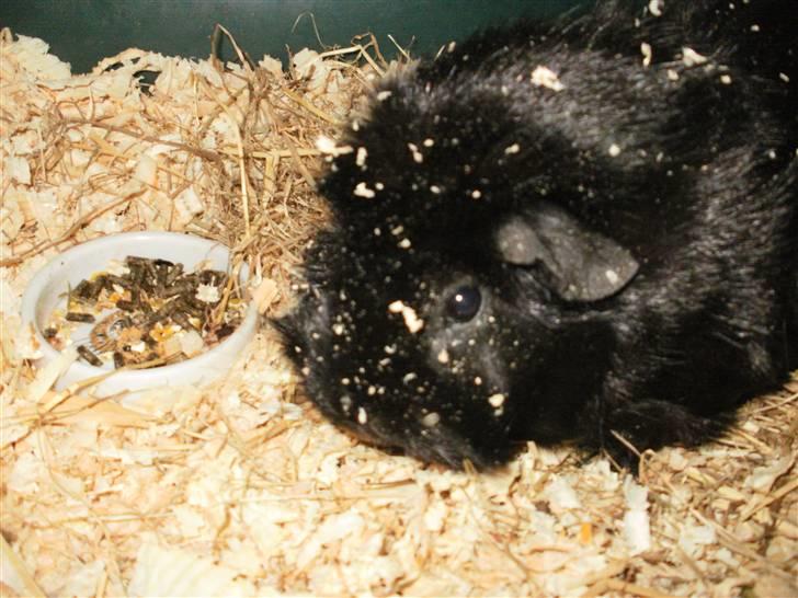 Marsvin | Pjuske | [R.I.P] - Savsmuld :* billede 3