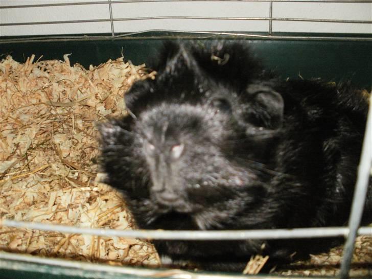 Marsvin | Pjuske | [R.I.P] - *Snus*Snus*. Mmm, Det kamera dufter godt ;P billede 4