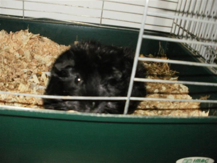 Marsvin | Pjuske | [R.I.P] - Pjuske i bur ;P billede 5