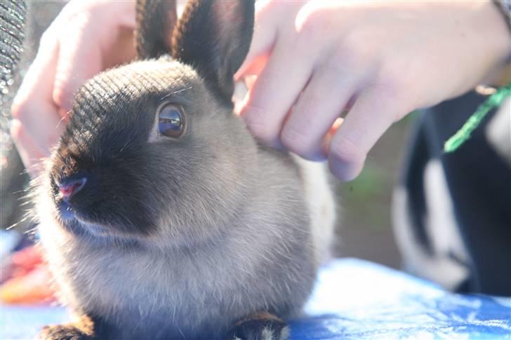 Kanin Engegårds Baby billede 10