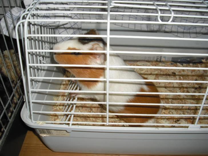 Marsvin | † Memo † | [R.I.P] billede 8