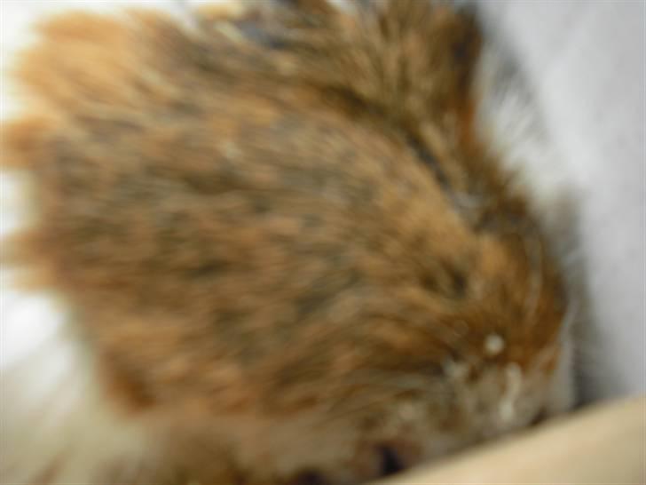 Marsvin | † Memo † | [R.I.P] billede 9