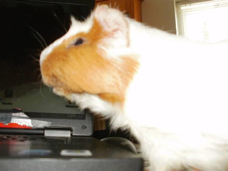 Marsvin | † Memo † | [R.I.P] billede 10