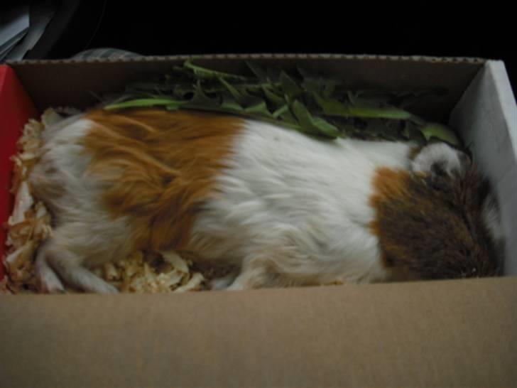 Marsvin | † Memo † | [R.I.P] billede 11