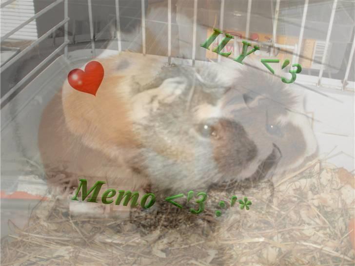 Marsvin | † Memo † | [R.I.P] billede 12