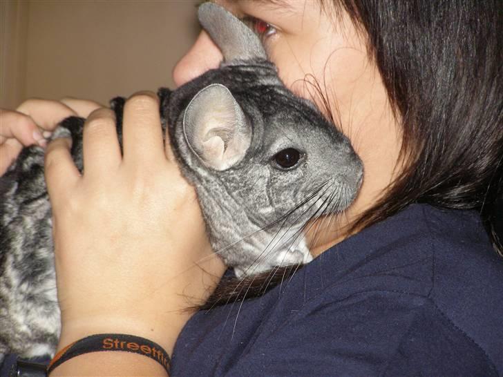 Chinchilla Stitch - Mig og min elskede Stitch billede 1