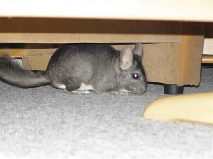 Chinchilla Stitch - så er han ude og løbe i stuen :) billede 2