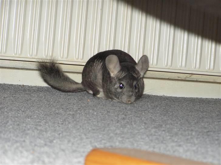 Chinchilla Stitch billede 3