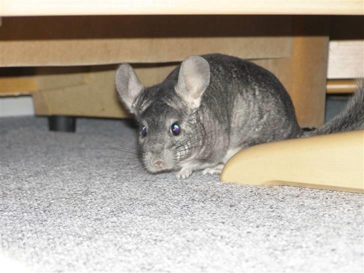 Chinchilla Stitch billede 4