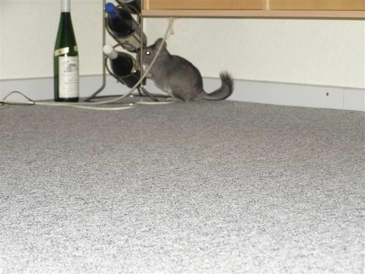 Chinchilla Stitch billede 5