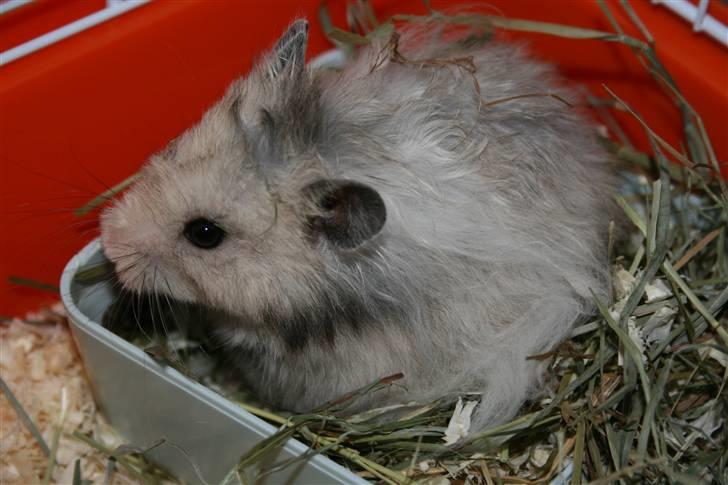 Hamster Krumme *RIP 13/2 2012* billede 10