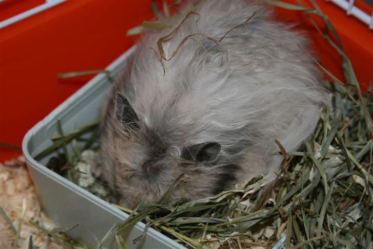 Hamster Krumme *RIP 13/2 2012* billede 11