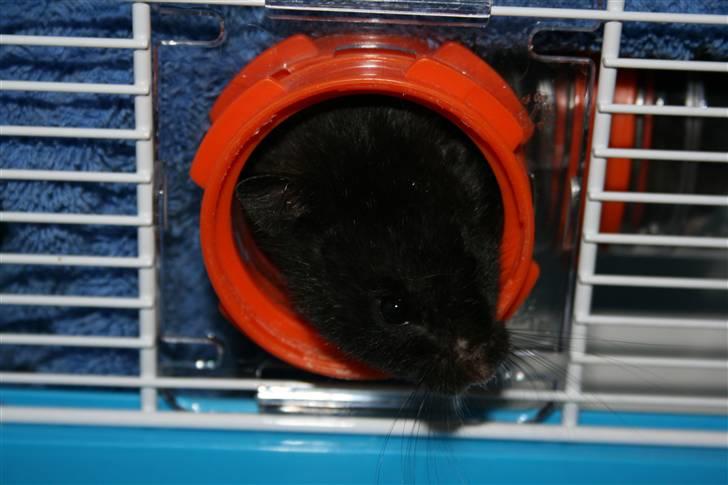 Hamster Eddie, min øjesten! -  *RIP 5/3 2012* :'( billede 10