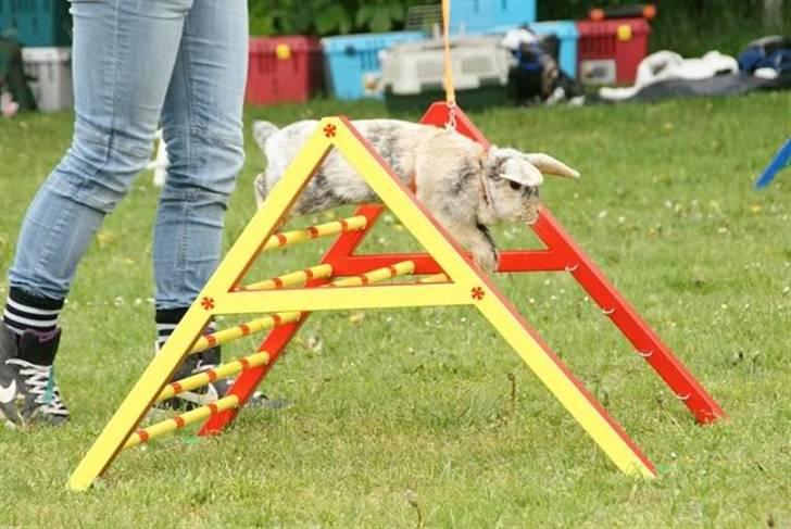 Kanin Asil † R.I.P † Savn - Velkommen til Asil´s Profil <3 billede 1