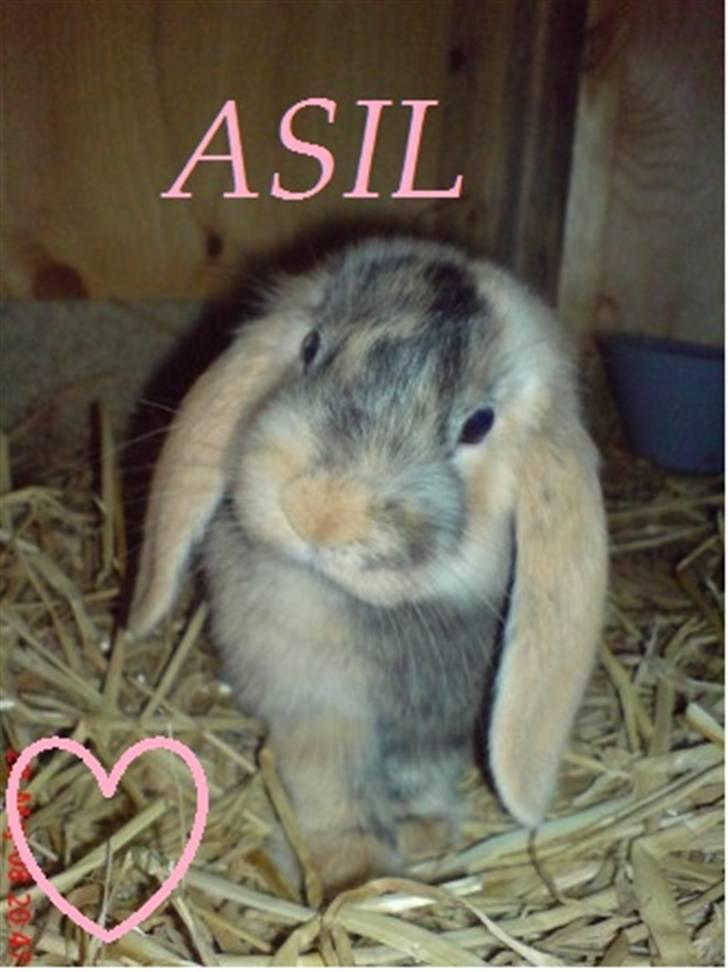 Kanin Asil † R.I.P † Savn - Asil som lille  billede 2
