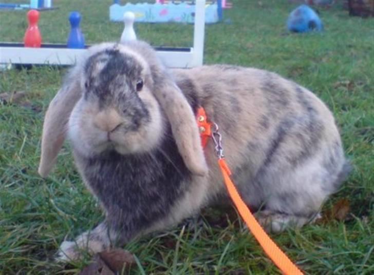 Kanin Asil † R.I.P † Savn billede 3