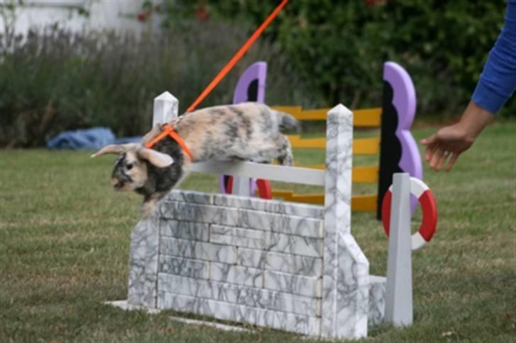 Kanin Asil † R.I.P † Savn billede 4